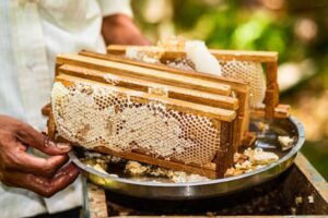 Original Sundarban Honey